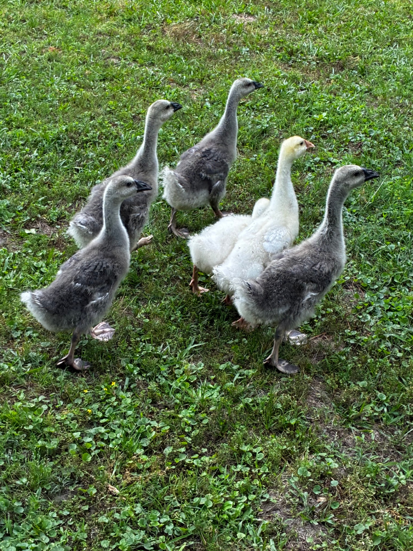 The Geese, Canadian Geese (x6)