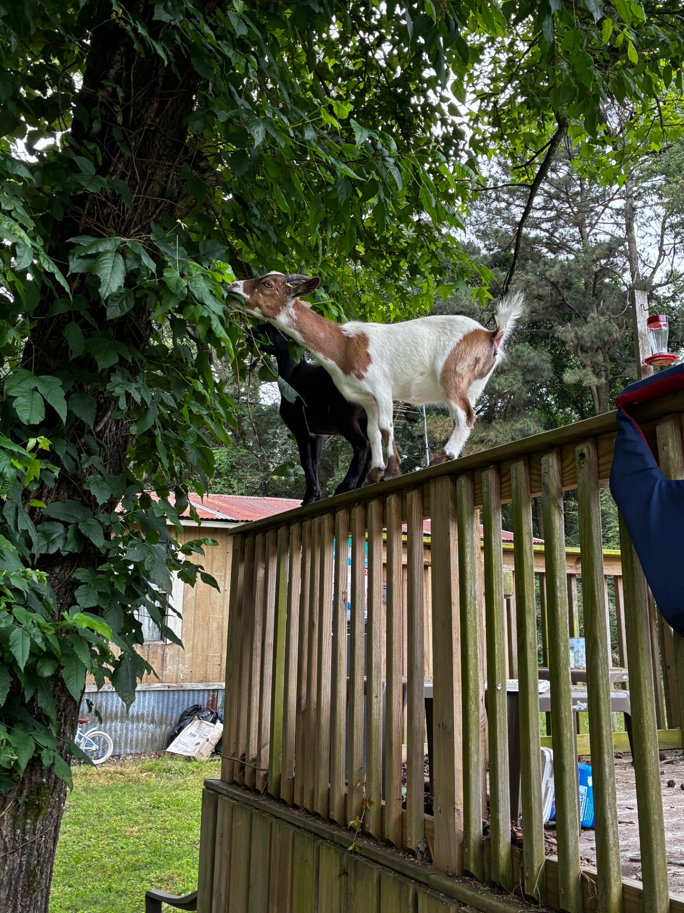 Children petting a goat at a party
